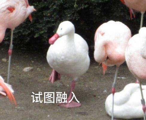 新華互聯(lián)網(wǎng)科技正式入駐Bilibili！會摩擦出什么樣火花呢？